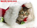 Immagini Natalizie